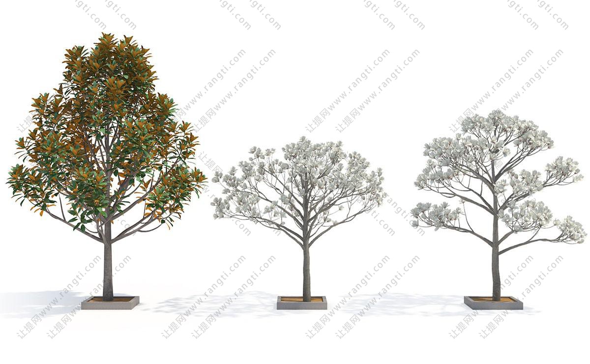 荷花玉兰、白色花树 景观树木