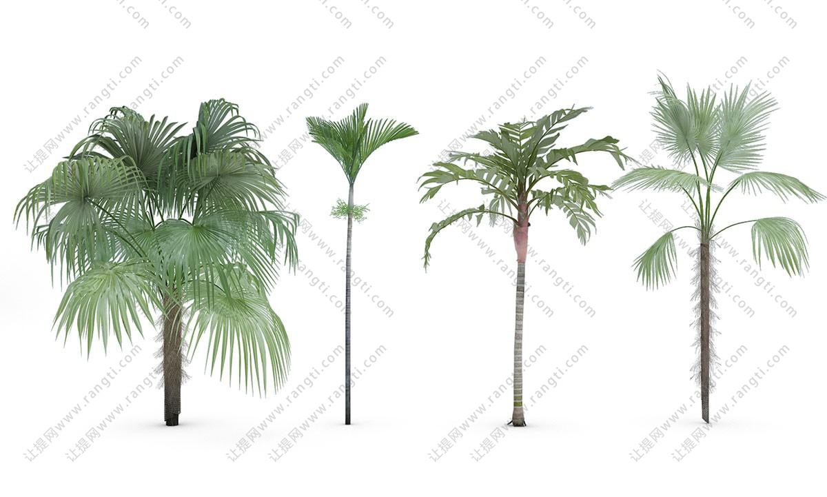 六棵形似榉树的景观树木