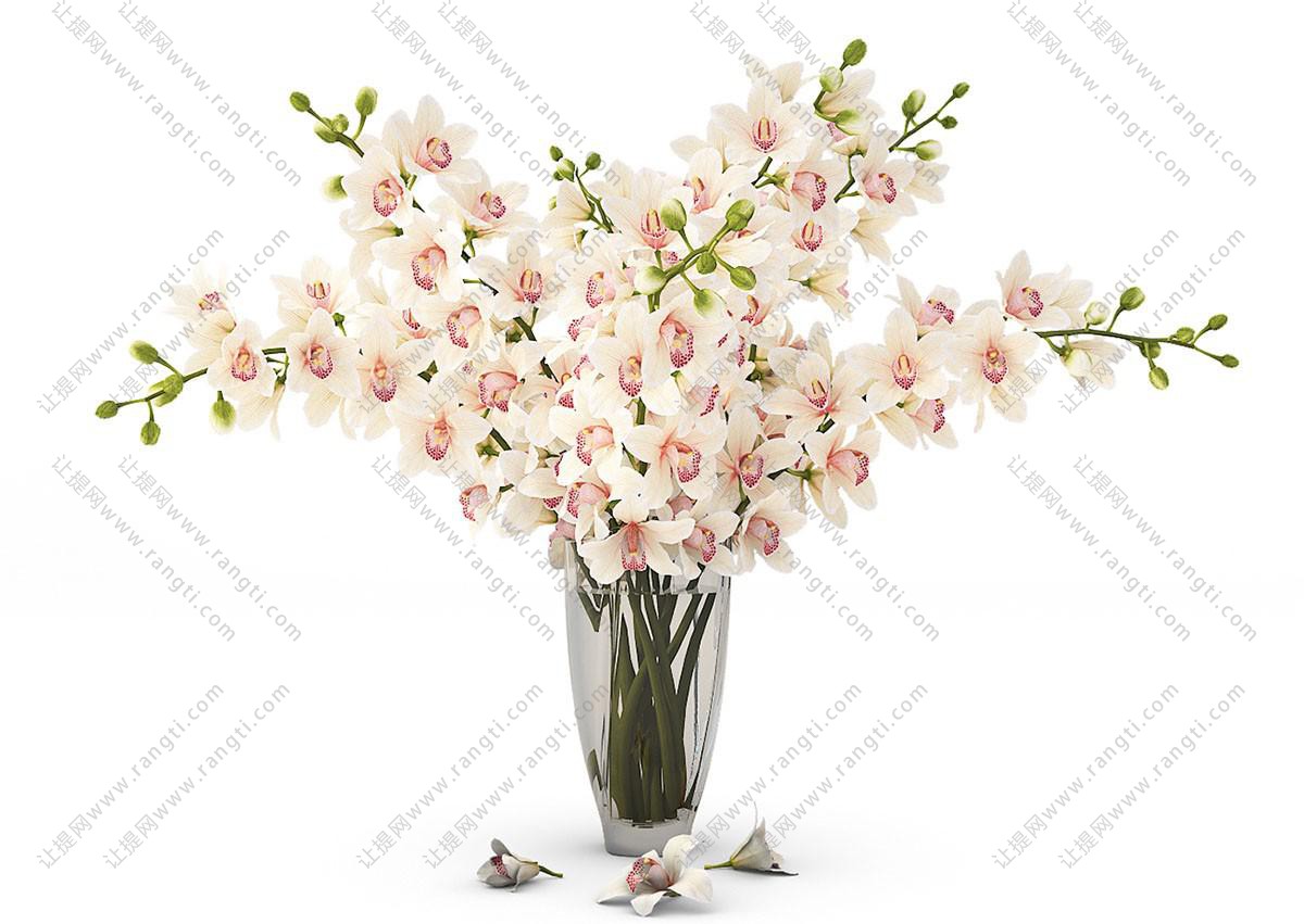 白花、粉红花序的花瓶花卉