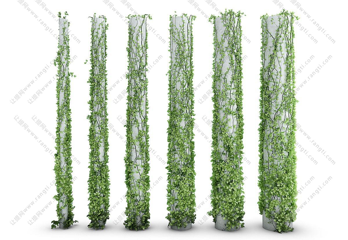 在柱子上的爬山虎藤蔓植物