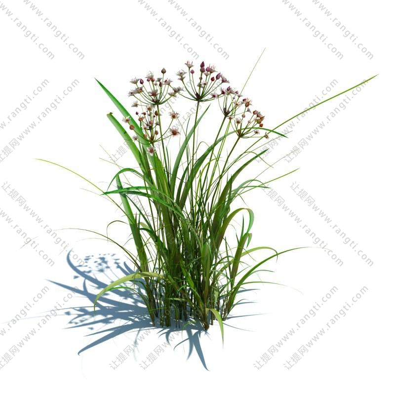 花蒲花草绿植