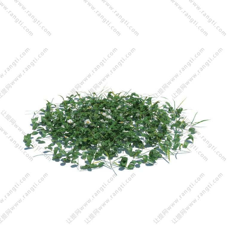 形似靖西海菜花草绿植