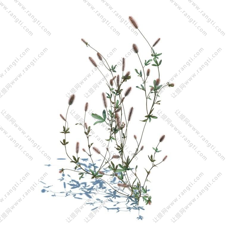 青葙花草绿植