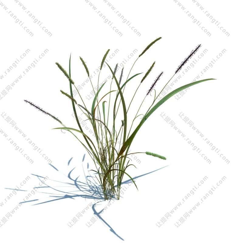 牛筋草花草绿植