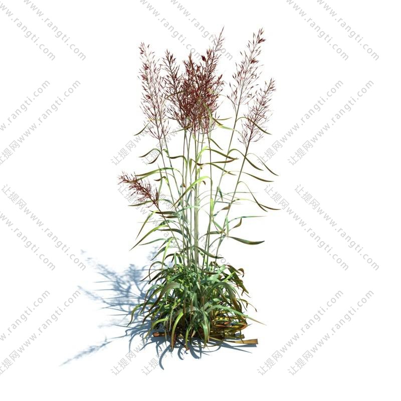 斑茅花草绿植