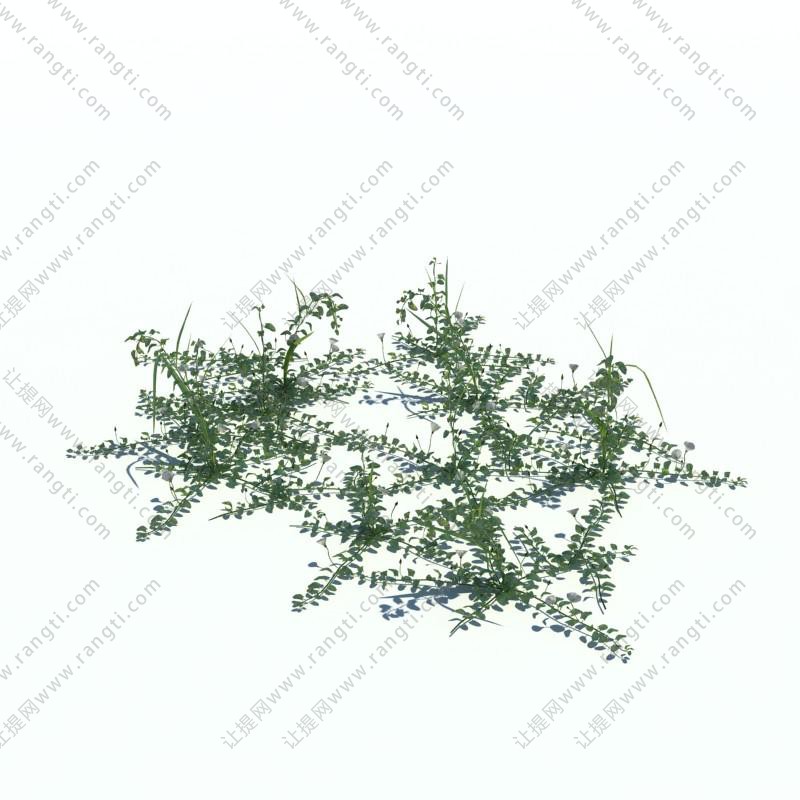 形似平枝栒子的花草绿植