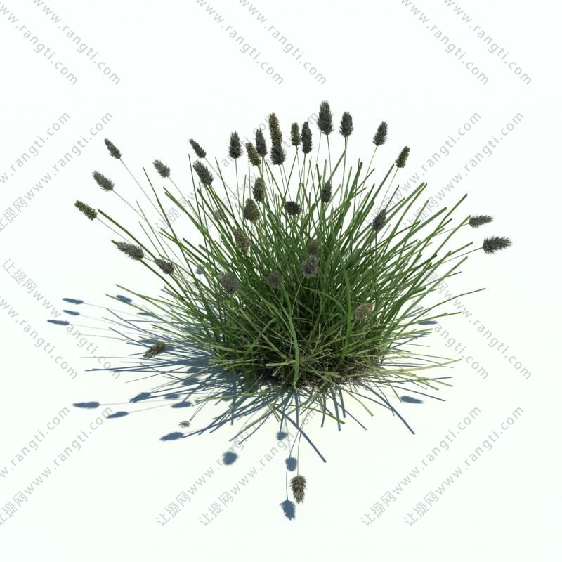 冰草花草绿植
