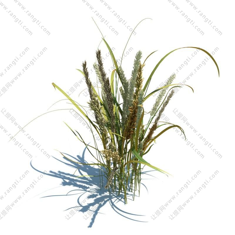 花草绿植之稗