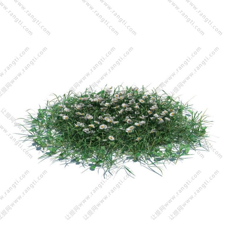 白晶菊花草绿植