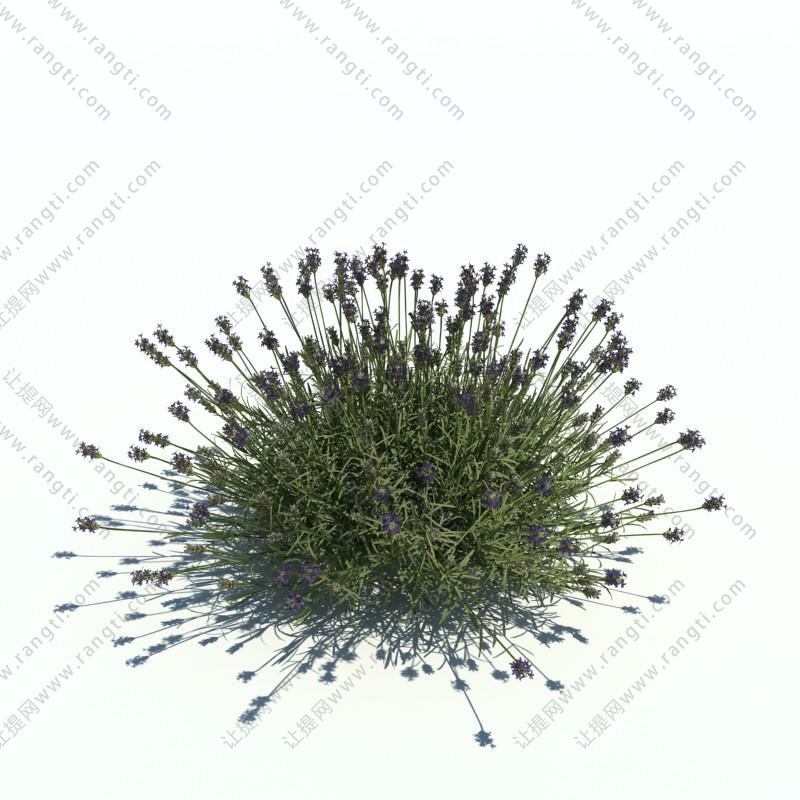 薰衣草花草绿植