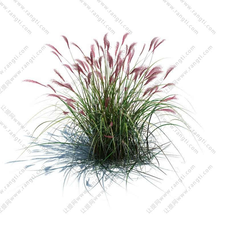 狼尾草花草绿植