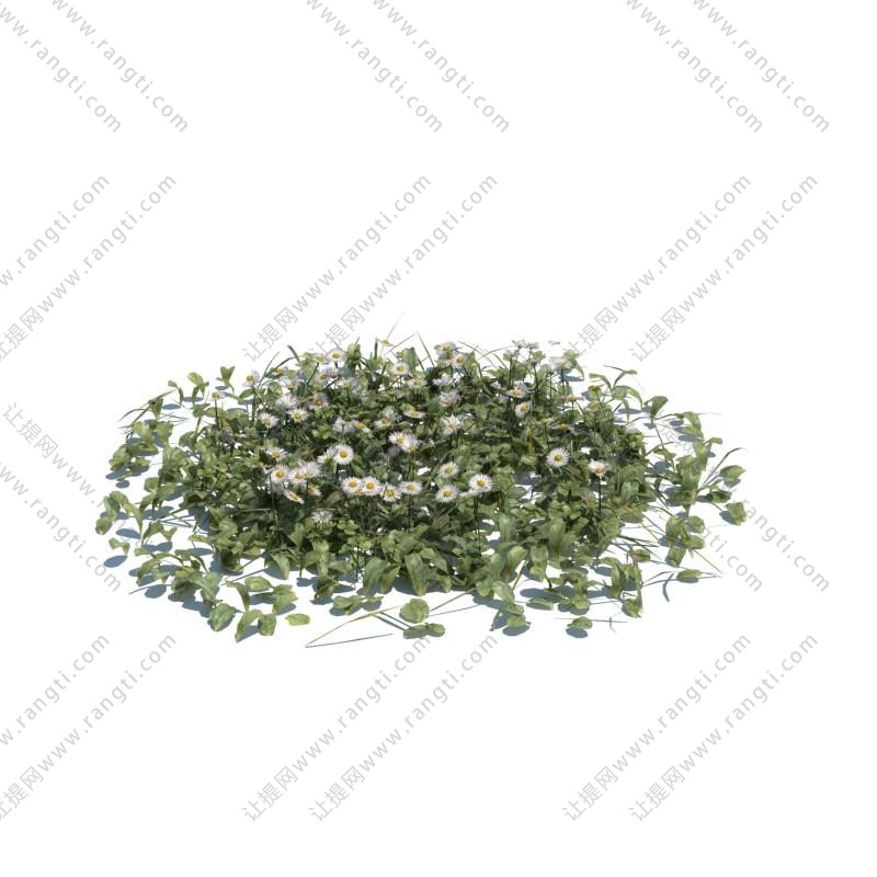 大滨菊花草绿植