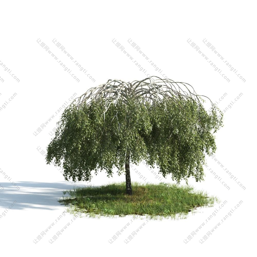 垂枝榆景观树木