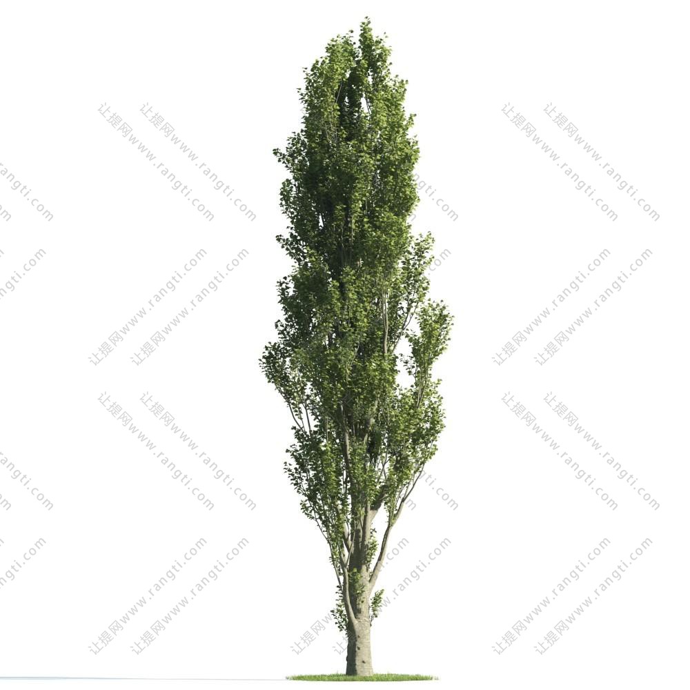景观树木之形似新疆杨树