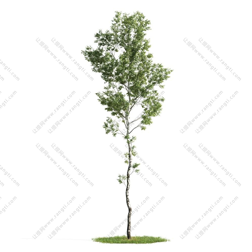 形似白皮松景观树木