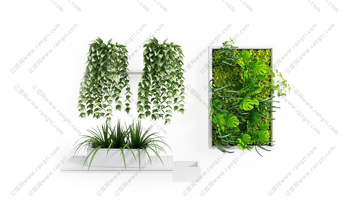 龟背竹、绿萝、吊兰盆栽画框植物