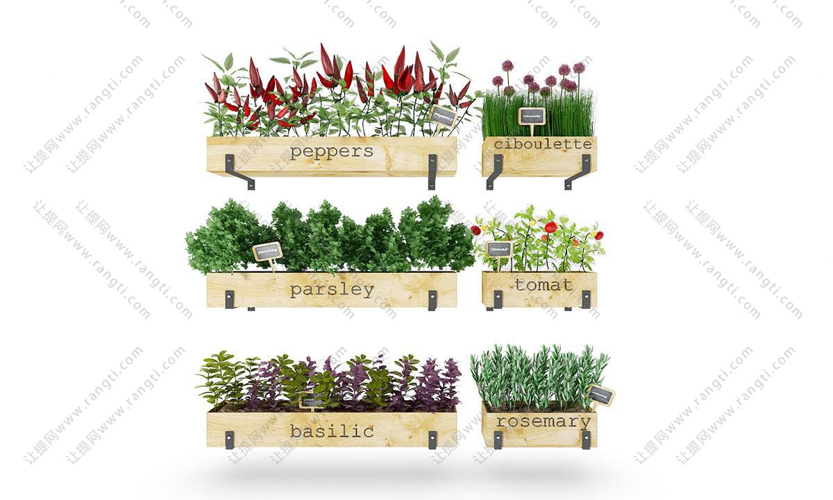 小辣椒、大葱花、西芹、罗勒盆栽植物墙