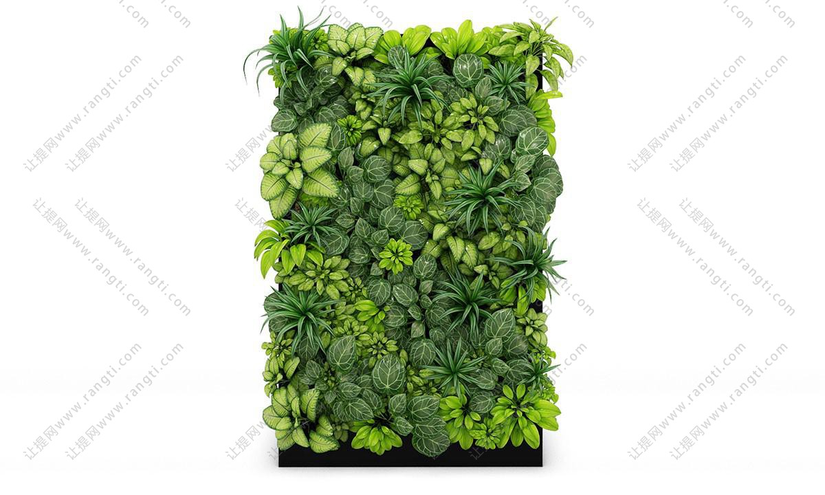 金边短叶虎尾兰植物墙