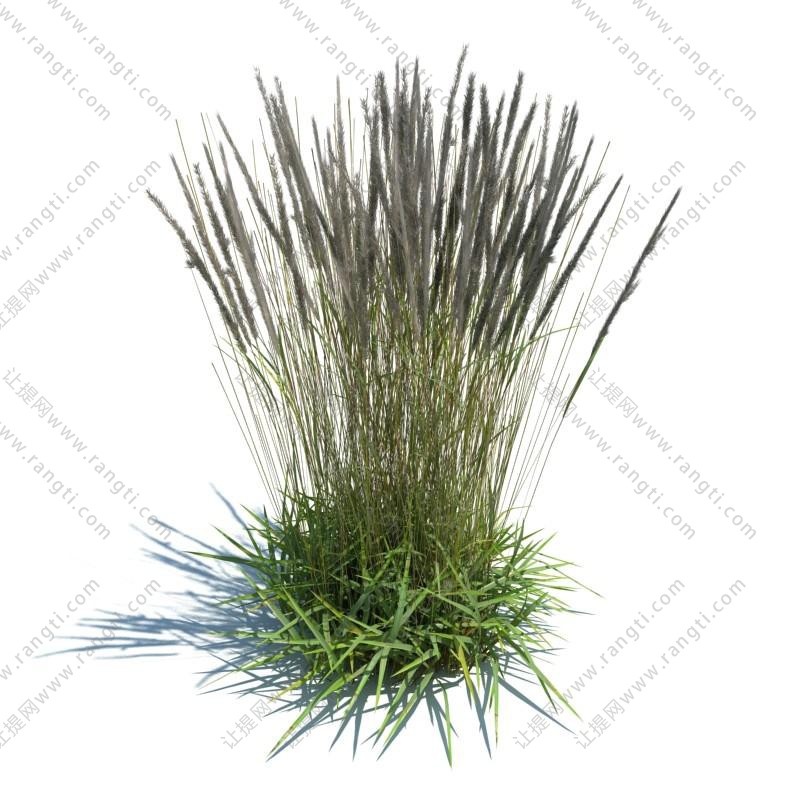 长花马唐花草绿植