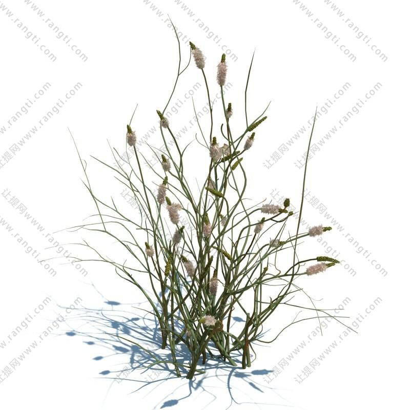 拳参花草绿植