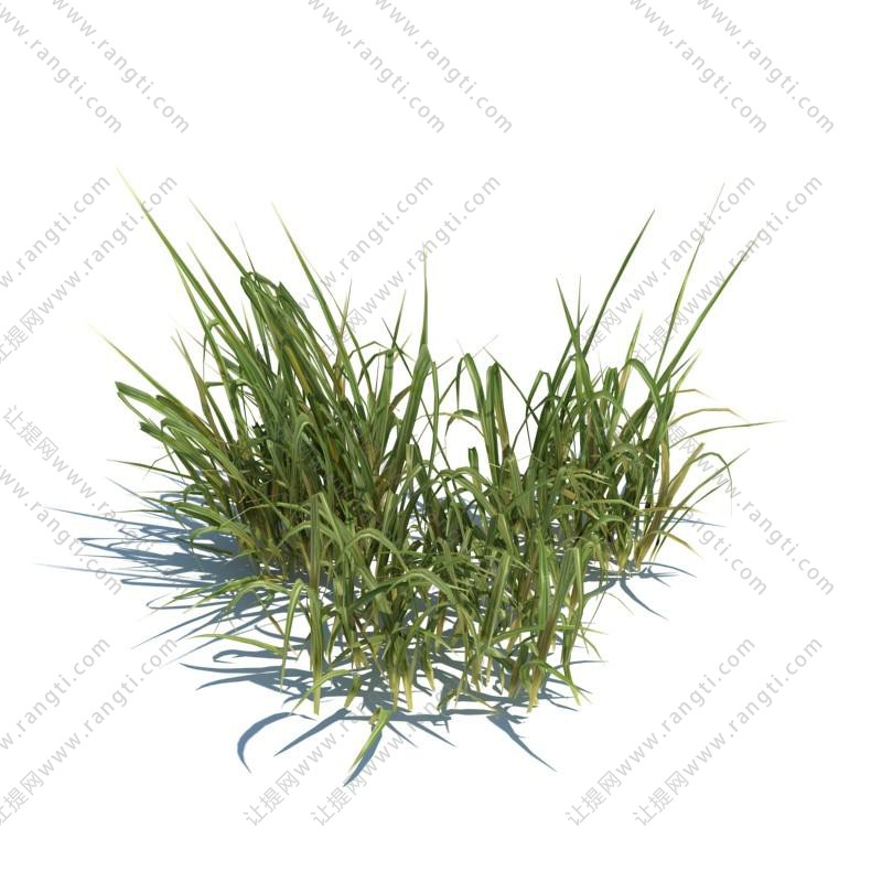 金钱蒲花草绿植
