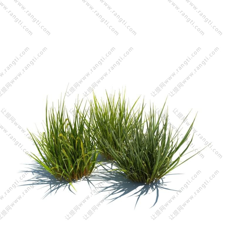 苦草花草绿植