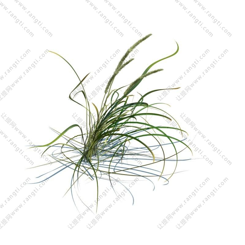 沿阶草花草绿植