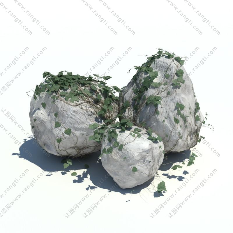 石头上的常春藤花草植物