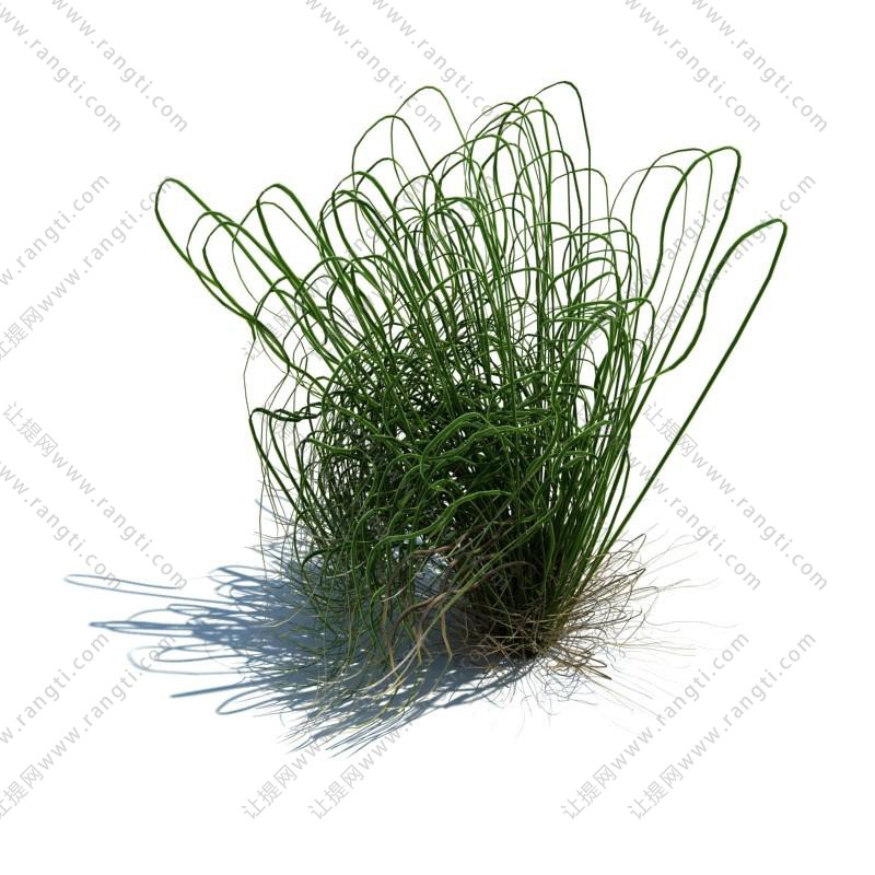弹簧草花草绿植