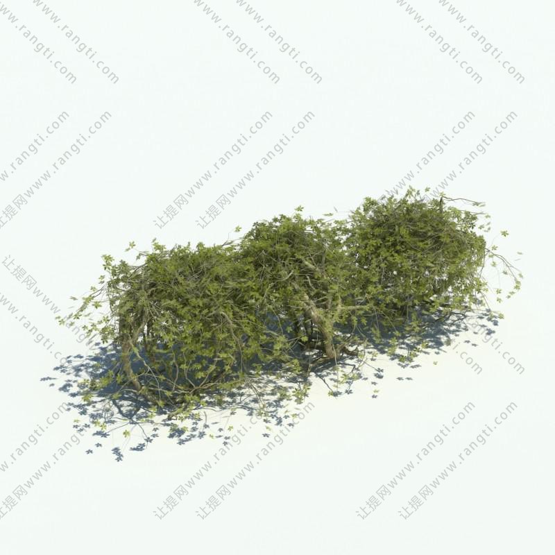 形似迎春花的低矮藤蔓植物
