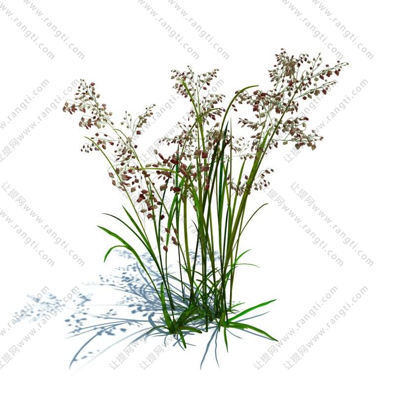 红毛草花草绿植