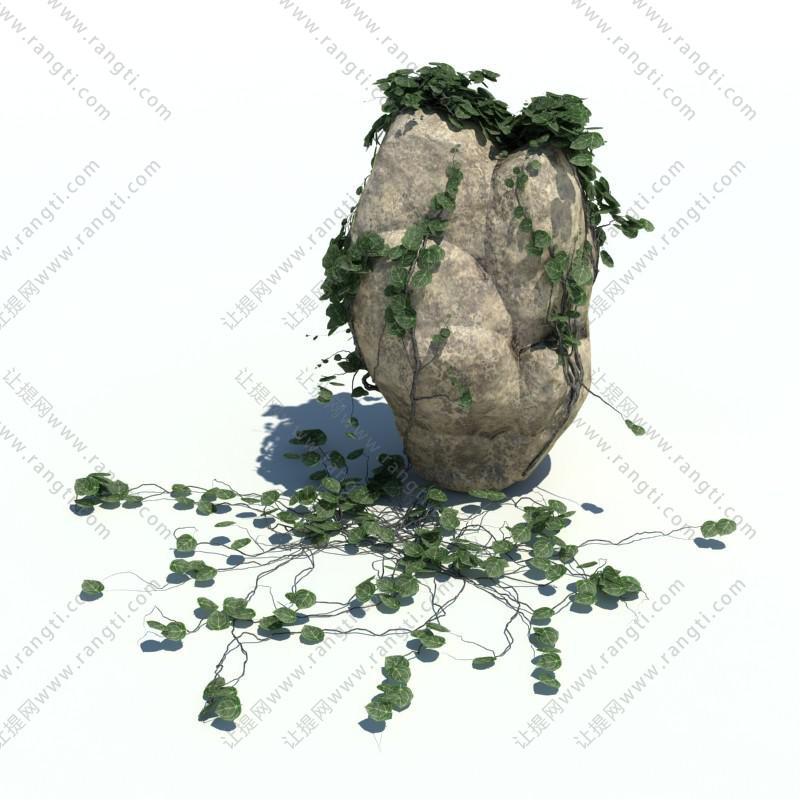石头上形似薜荔的花草绿植