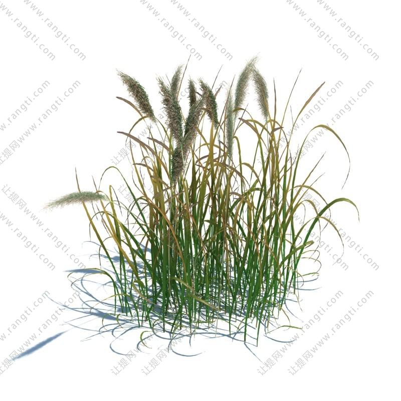蒲苇花草绿植