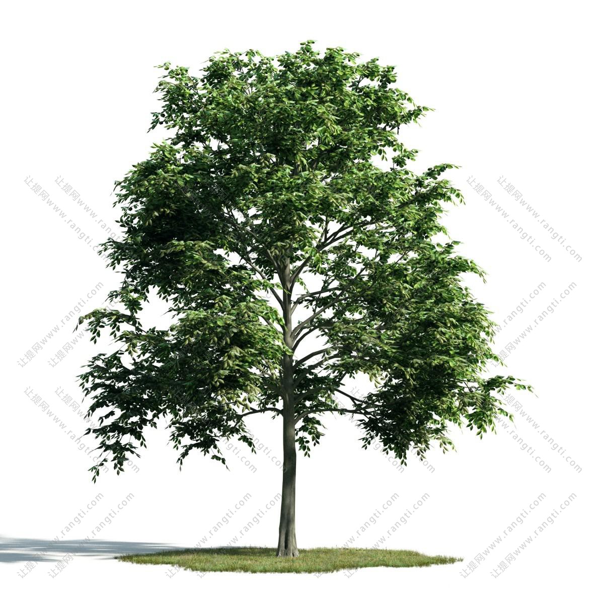 主干分枝叶的景观树木