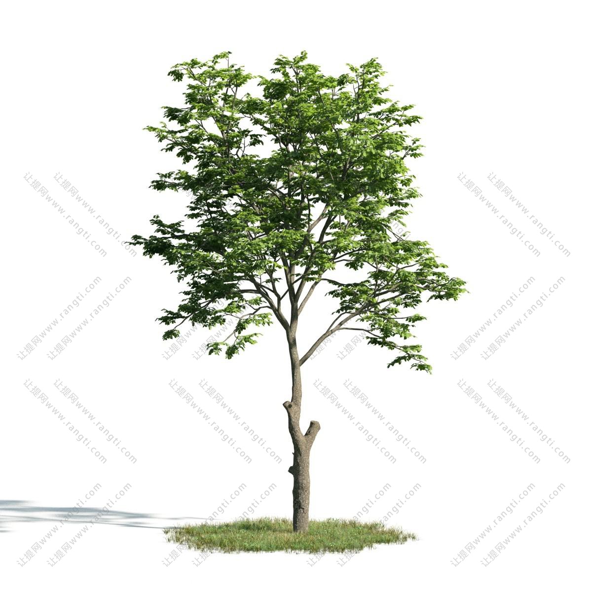 形似猴面包树 景观树木