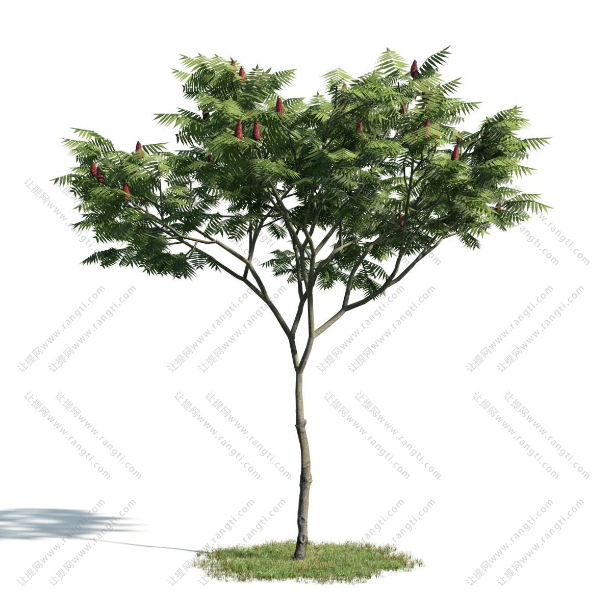 枝干折直的火炬树 景观树木