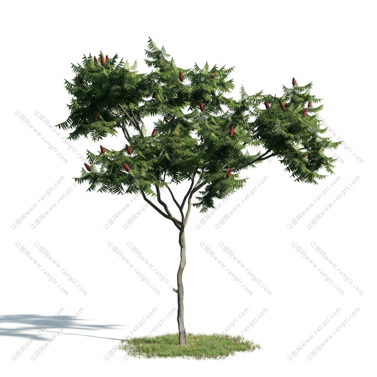 枝干弯曲的火炬树 景观树木