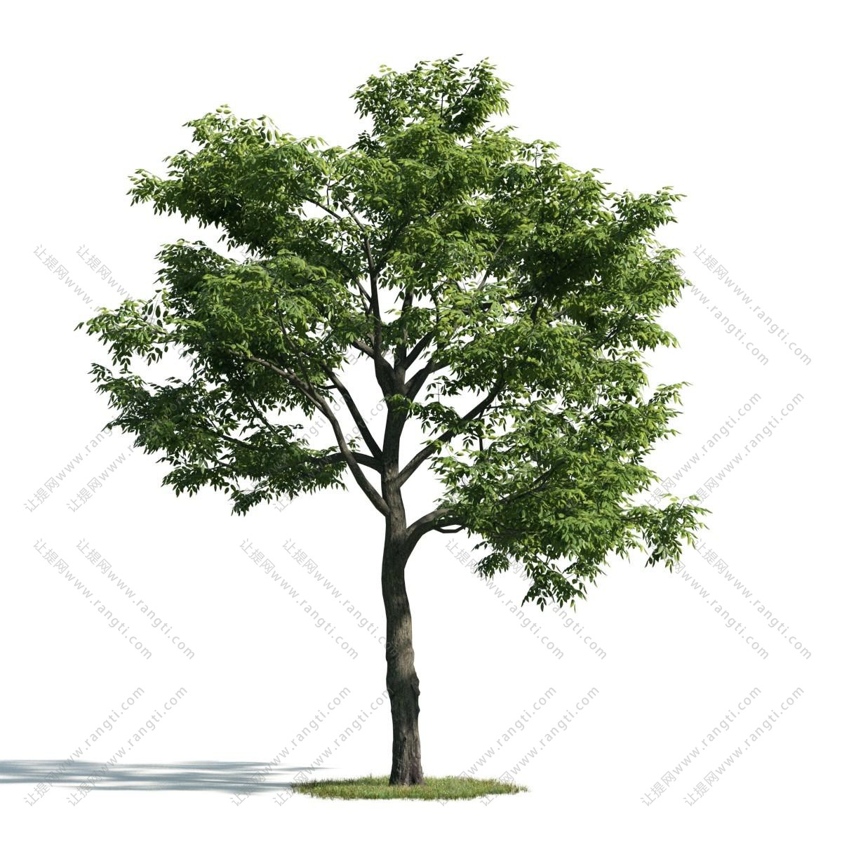 形似糙叶树 景观树木