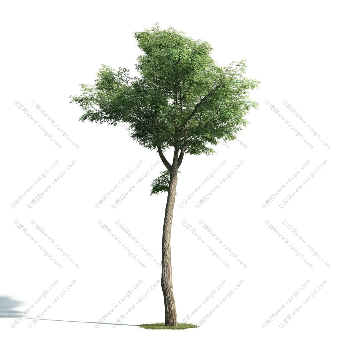 粗主干、形似榉树的景观树木