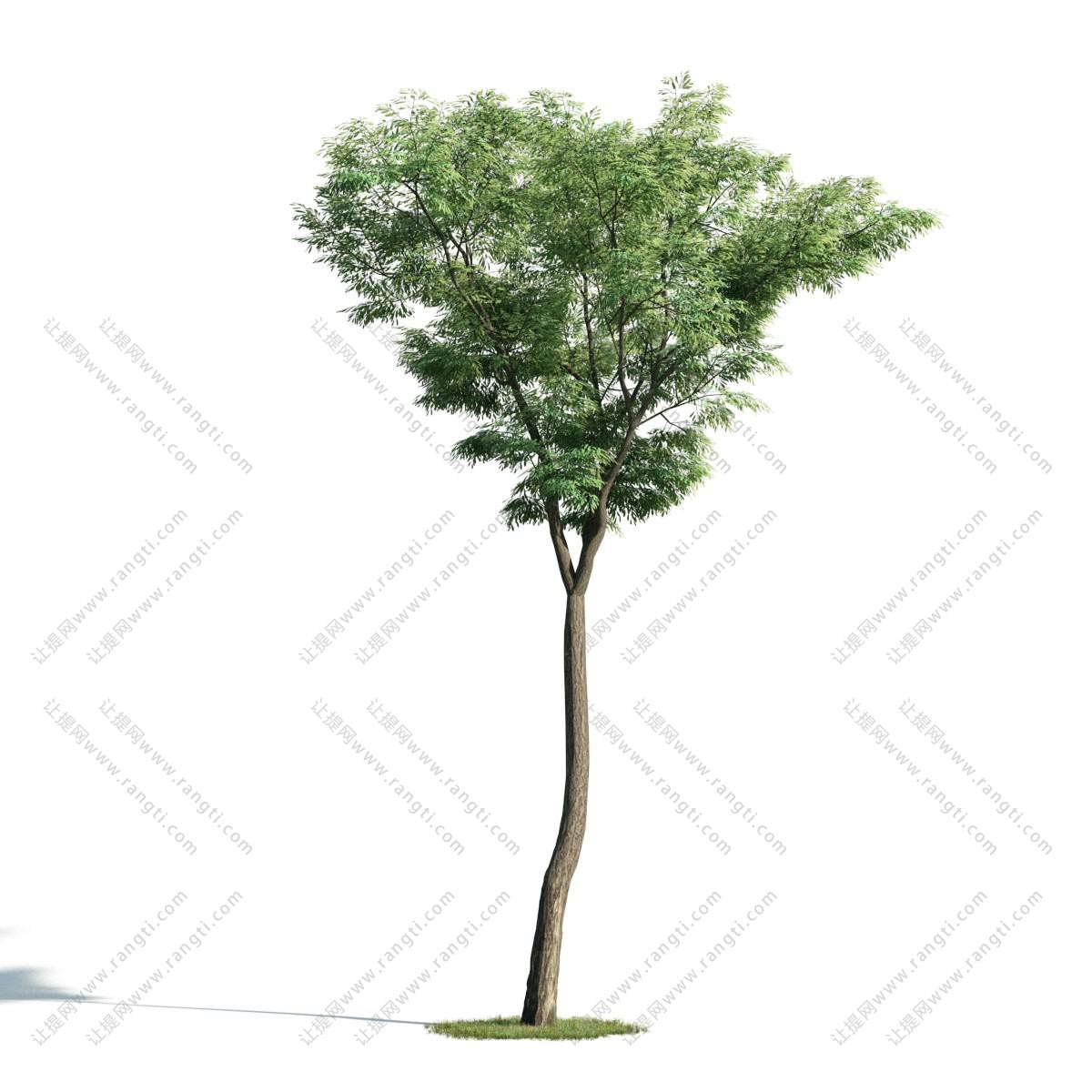 类似水杉的小棵景观树木