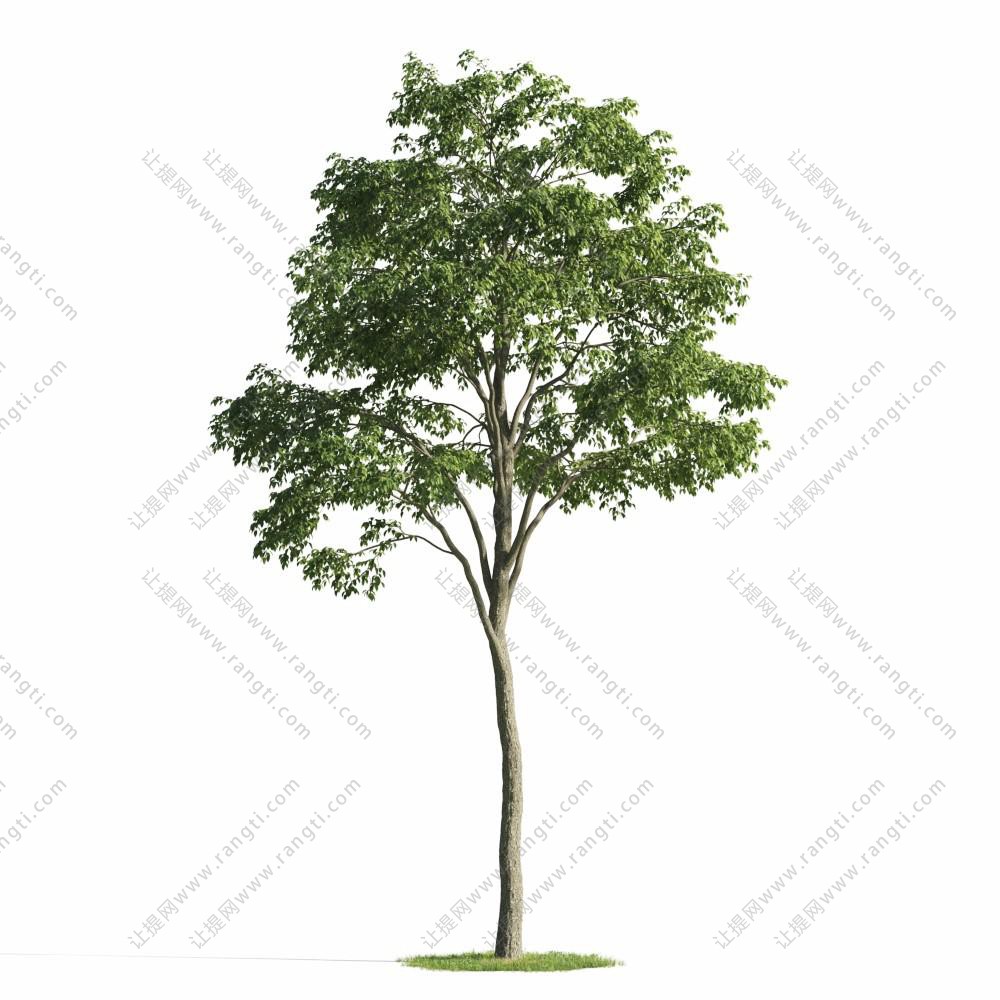 形似栾树的景观树木