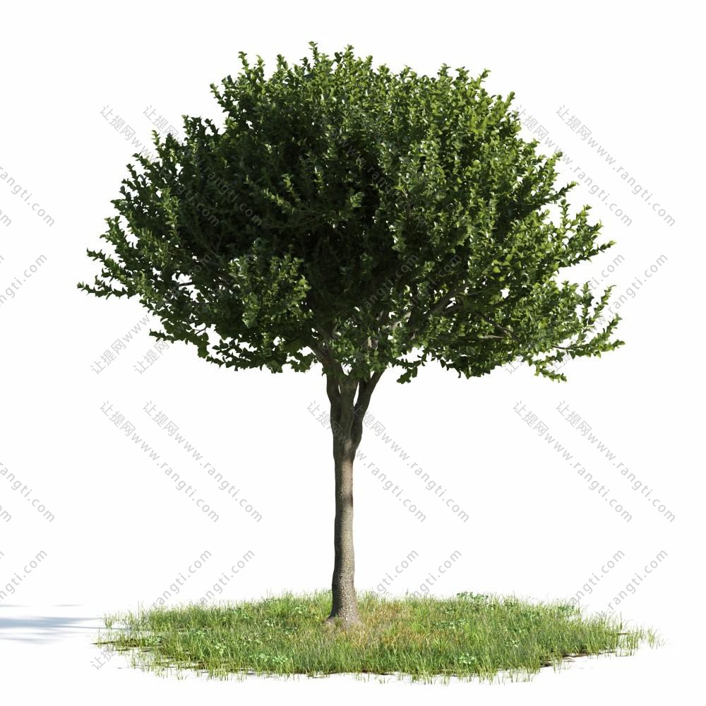 形似榆树景观树木