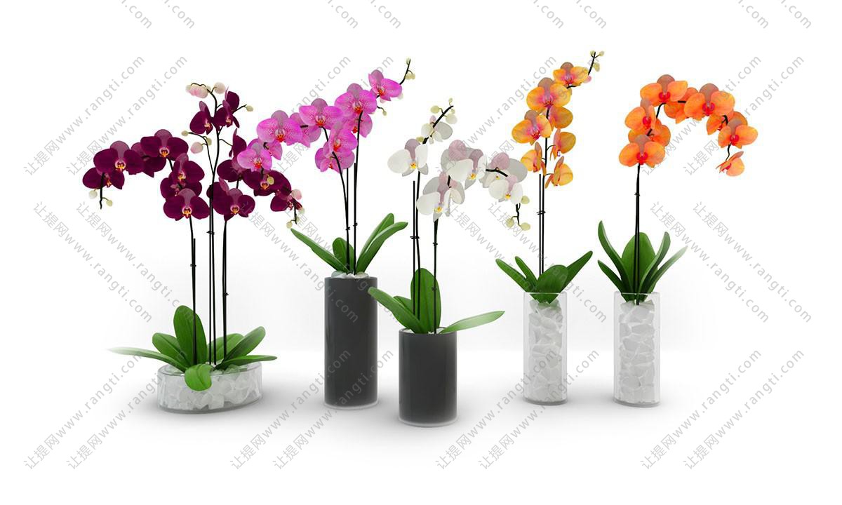 玫红色、粉红色、白色和桔红色蝴蝶兰花瓶花卉