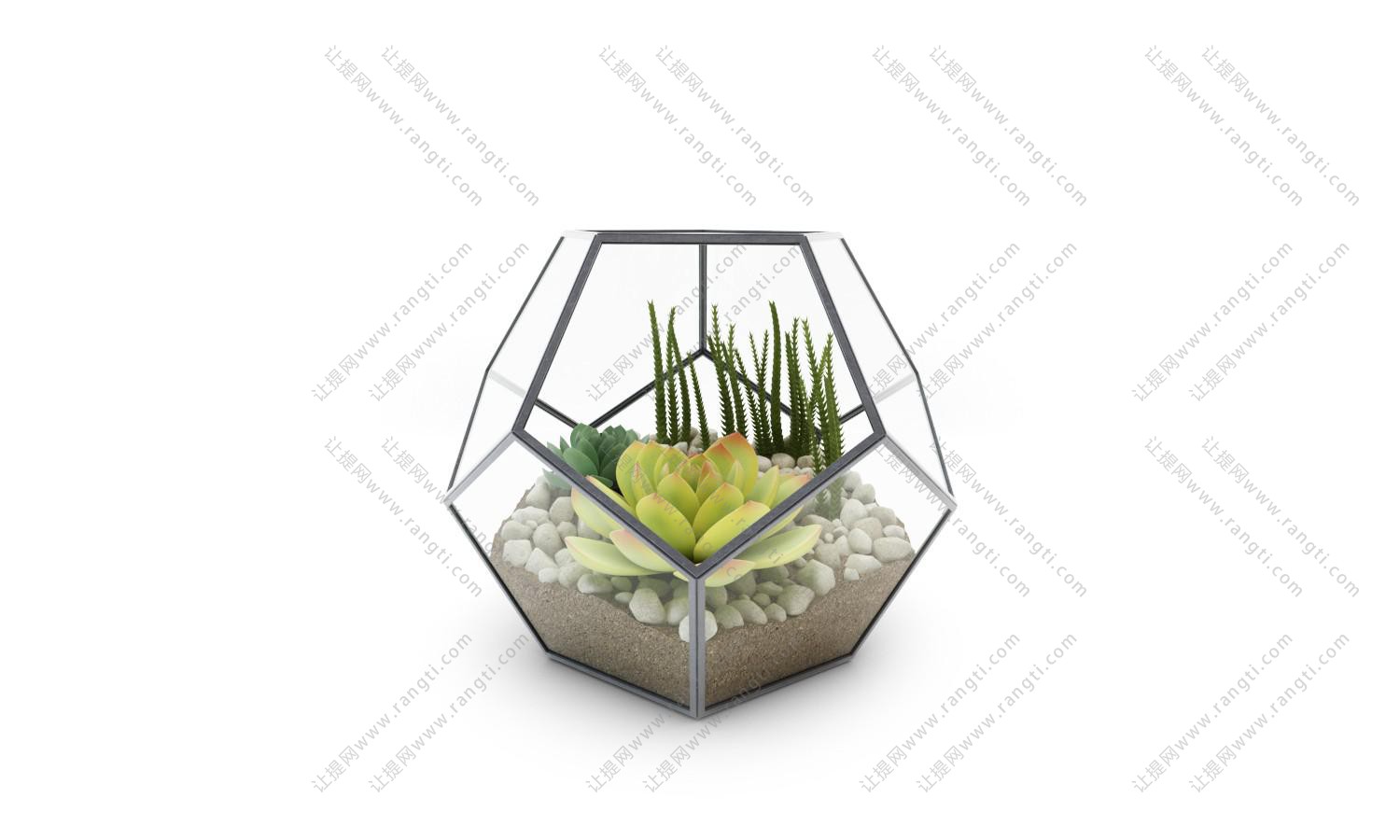 多面体中的多肉植物