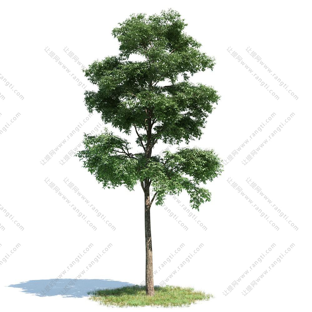 樟树景观树木