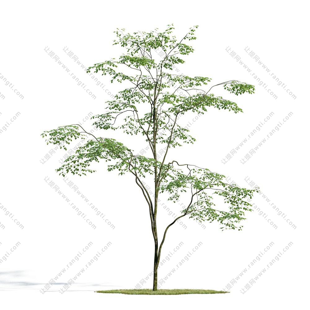 形似铁线蕨景观树木