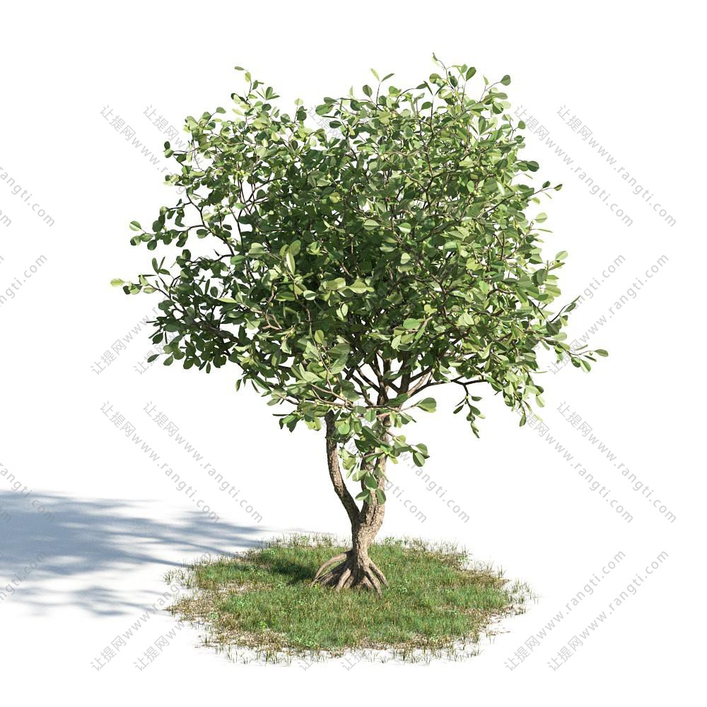 九里香景观树木