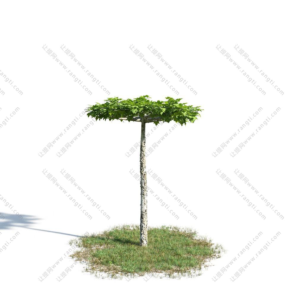 草丛中的榕树