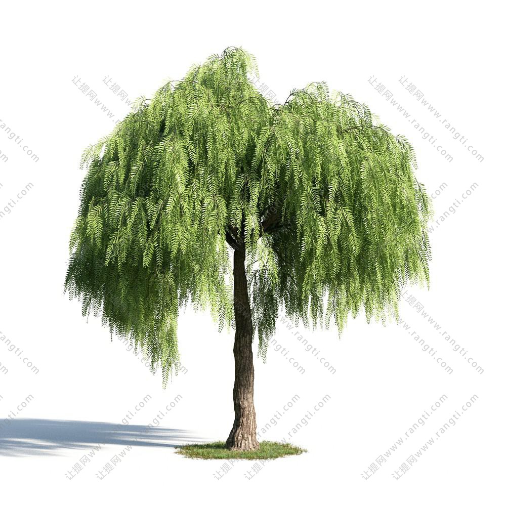 景观树木之绦柳树