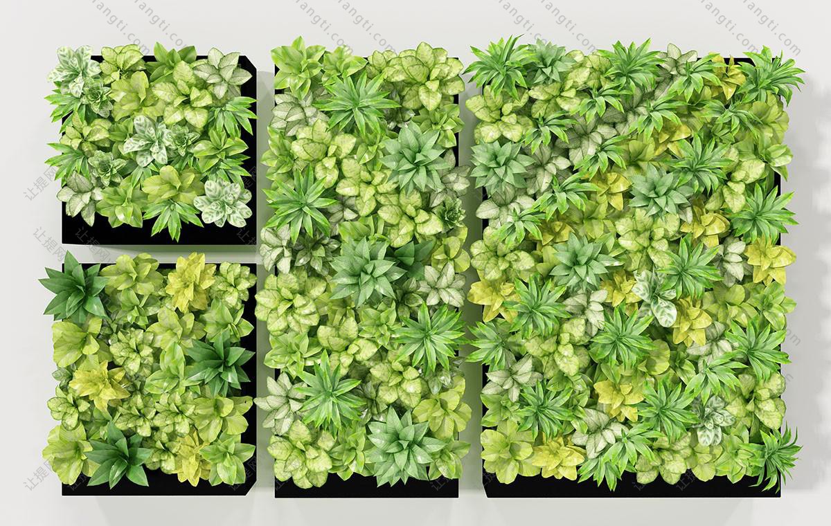 类似绞股蓝的画框植物墙